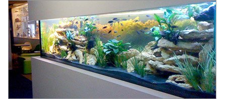 Finished Lake Malawi aquarium tank after final fill.