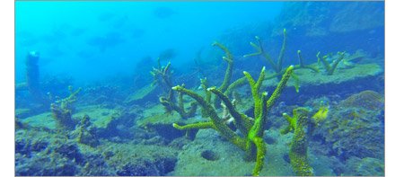 Coral Regeneration, Thailand