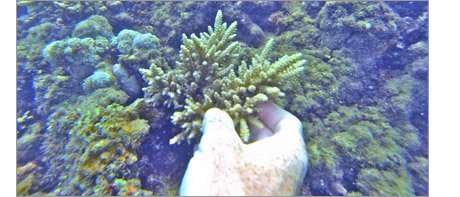 Frag Planted