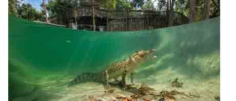 Crocodile Observation Dome