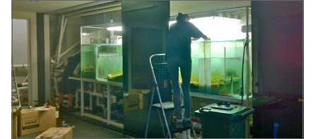 Reefscape mermaids after cleaning the tank