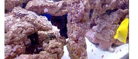 Early Reefscape Rock in a reef aquarium