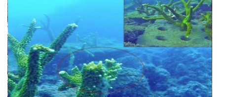 Coral Alive in-sea testing 2012, colonisation after two months