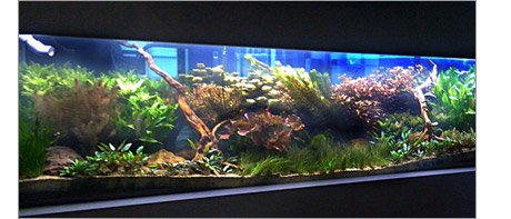 Science Department Aquarium