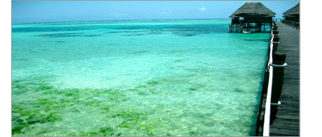 Algae growth on the beach indicating elevated phosphate levels