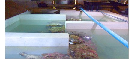 Live rock curing in the custom built nutrient sink tank